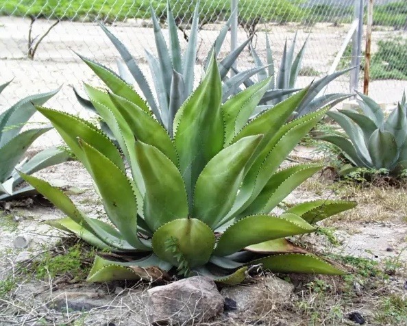 CLEL conmemorará el Día Nacional del Cocuy