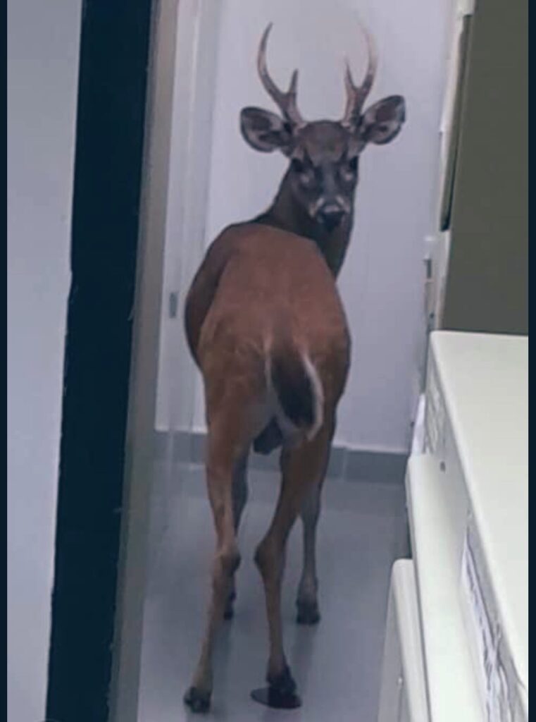 Venado entró a oficina del Banco Mercantil