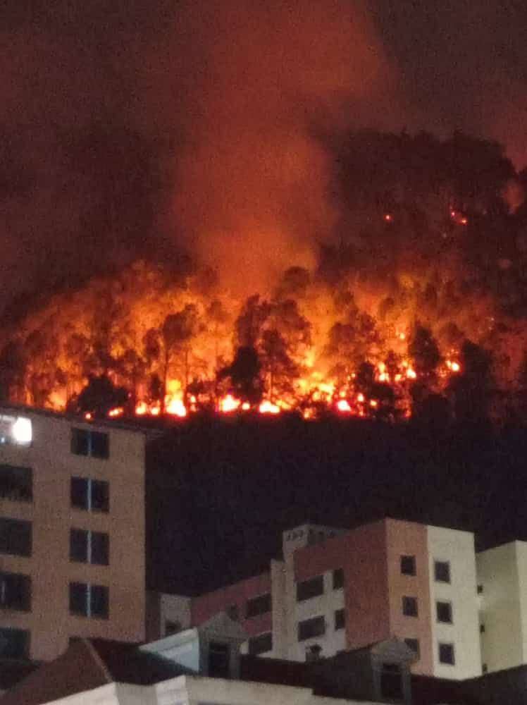 Pánico por fuerte incendio en bosque de pinos
