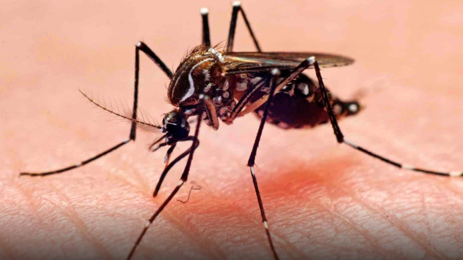 Sociedad Venezolana de Infectología