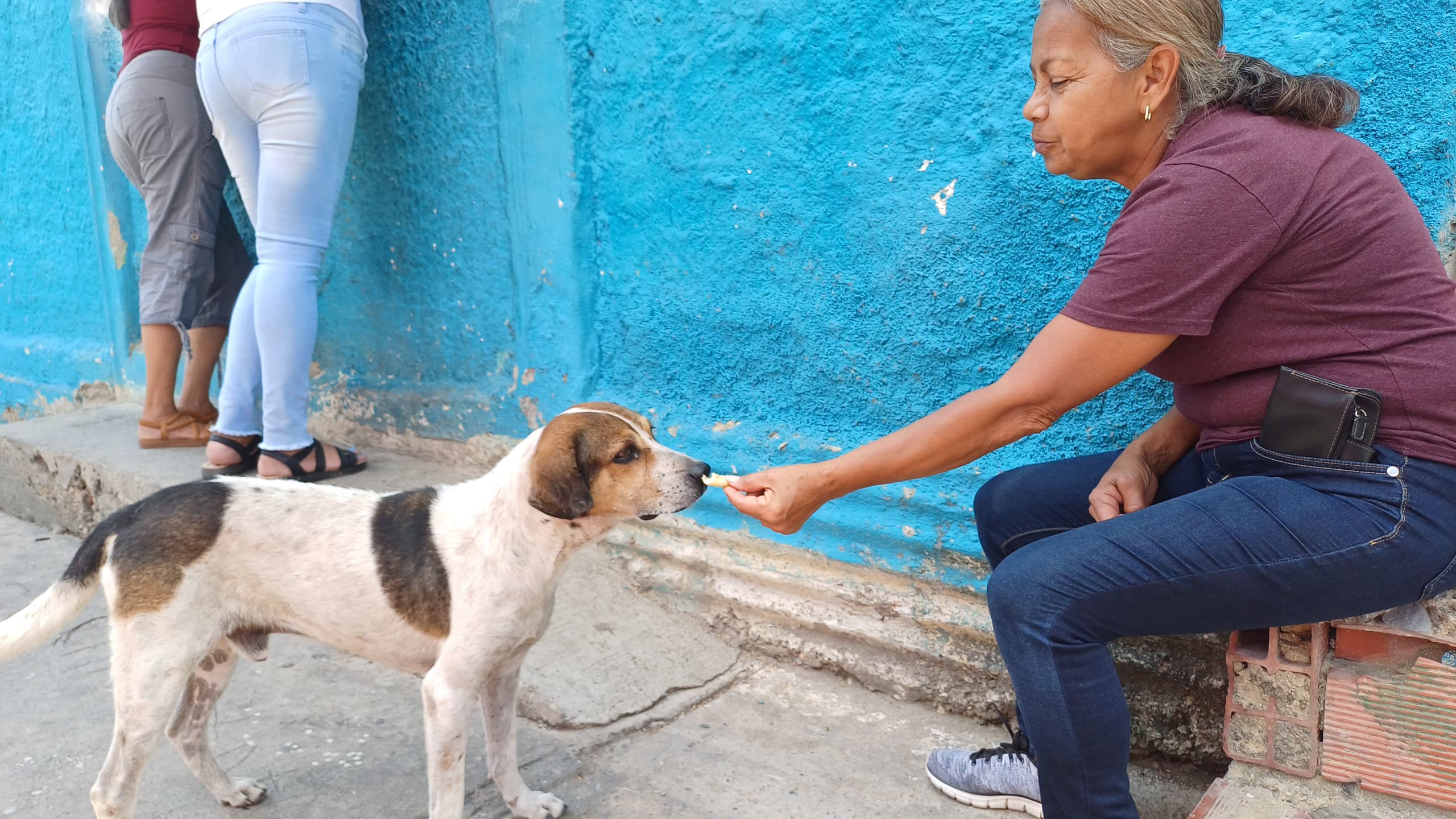 Alcaldía de Iribarren propone ordenanza para proteger animales