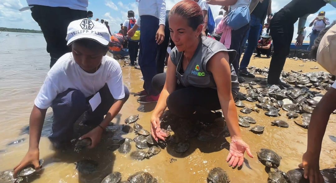 Zoocriadero San Antonio Abad libera más de 20 mil tortuguillos en el Orinoco
