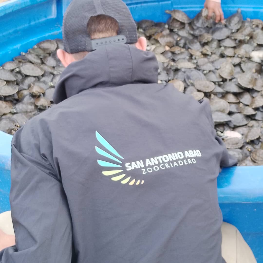 Zoocriadero San Antonio Abad libera más de 20 mil tortuguillos en el Orinoco