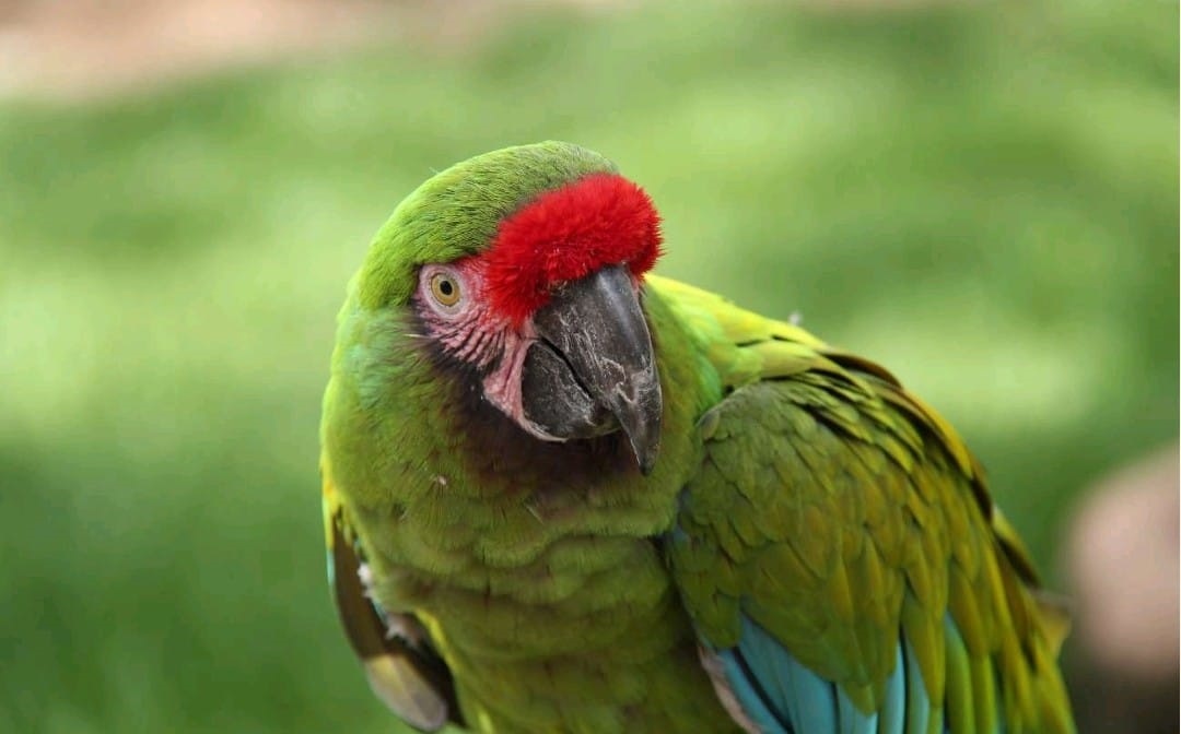 Guárico celebró el Día Mundial del Medio Ambiente con la liberación de guacamayas bandera