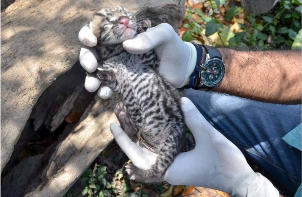 Zoocriadero San Antonio Abad liberará dos cunaguaros en su hábitat natural