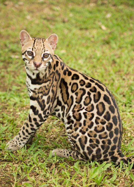 Zoocriadero San Antonio Abad liberará dos cunaguaros en su hábitat natural