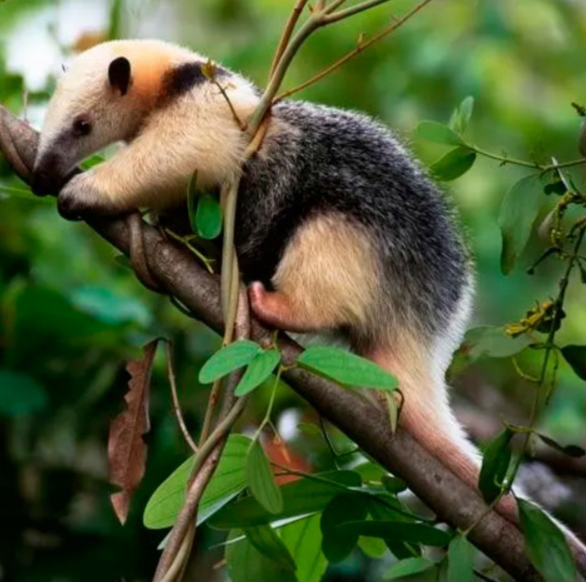 21 animales silvestres regresan al Ávila en masiva liberación